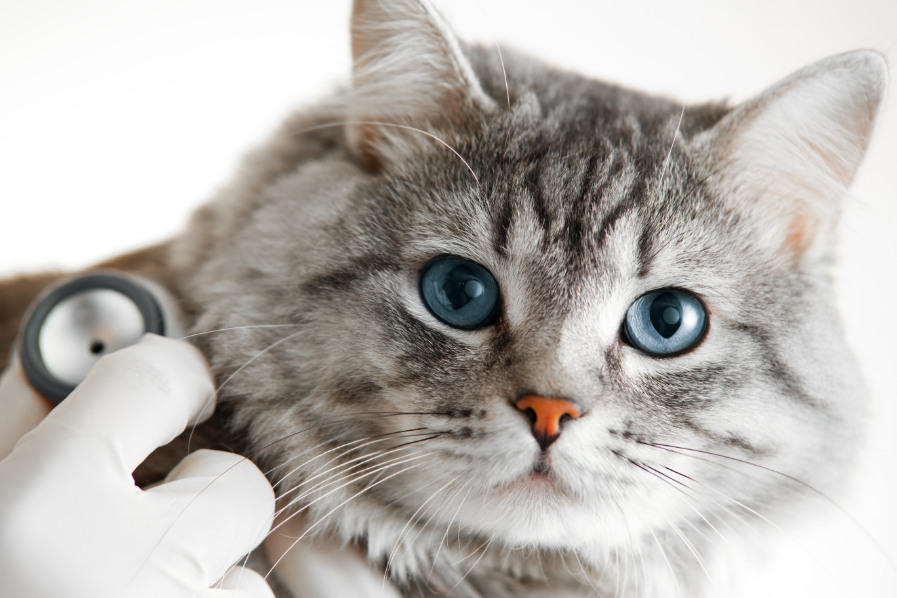 Cat being checked by a veterinarian