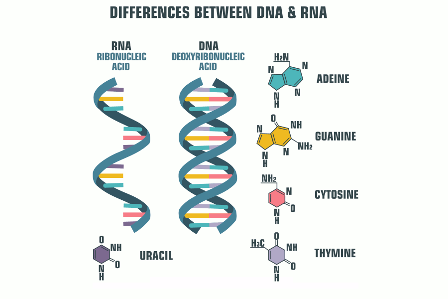 DNA RNA Illustration