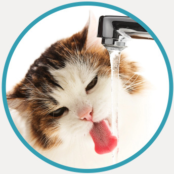 Cat drinking from a running faucet
