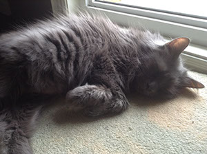 non prescription food for diabetic cats we adopted our diabetic cat babygurl from the shelter year ago even with transition to low carb wet food she still needed dose of insulin feline diabetes testimonials non prescription food for diabetic cats we adopted our diabetic cat babygurl from the shelter year ago even with transition to low carb wet food she still needed dose of insulin feline diabetes testimonials