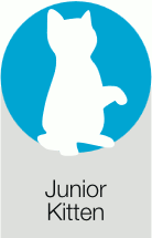 Junior Kitten