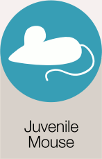 Juvenile Mouse