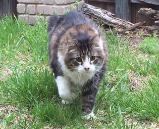 Young Again Zero Cat Food Young Again Zero Cat Food