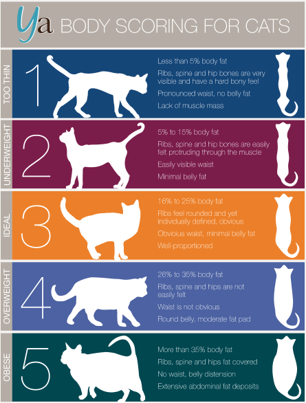 Cat Weight Body Score