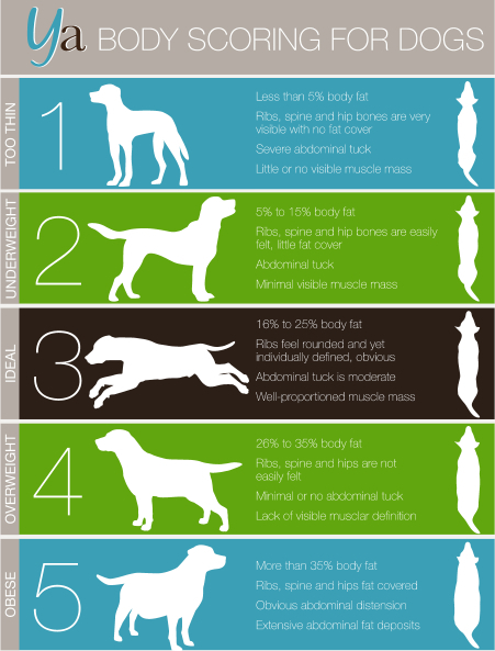Dog weight body score