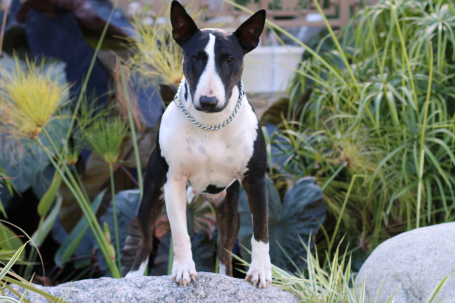 Dog standing on a rock