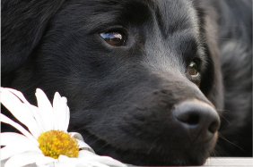 Dog laying by a flower