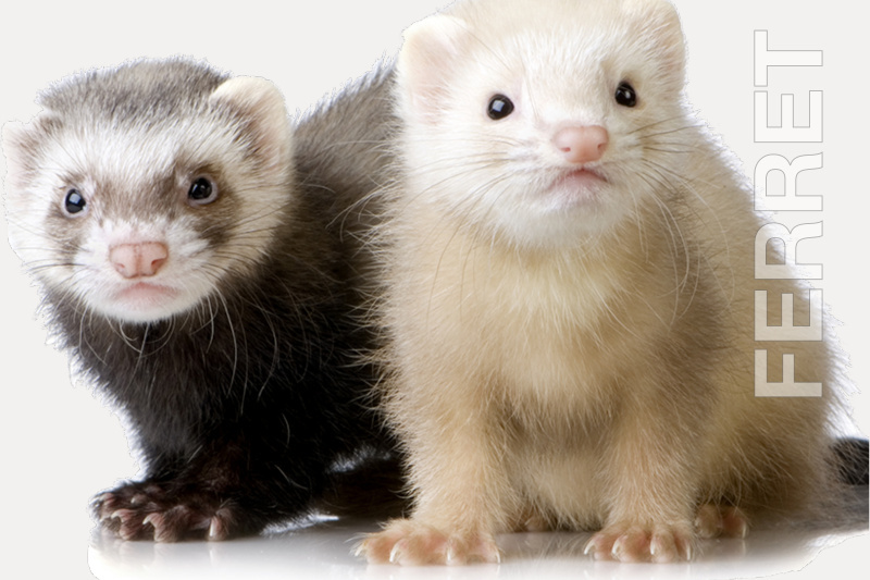 Ferret Care