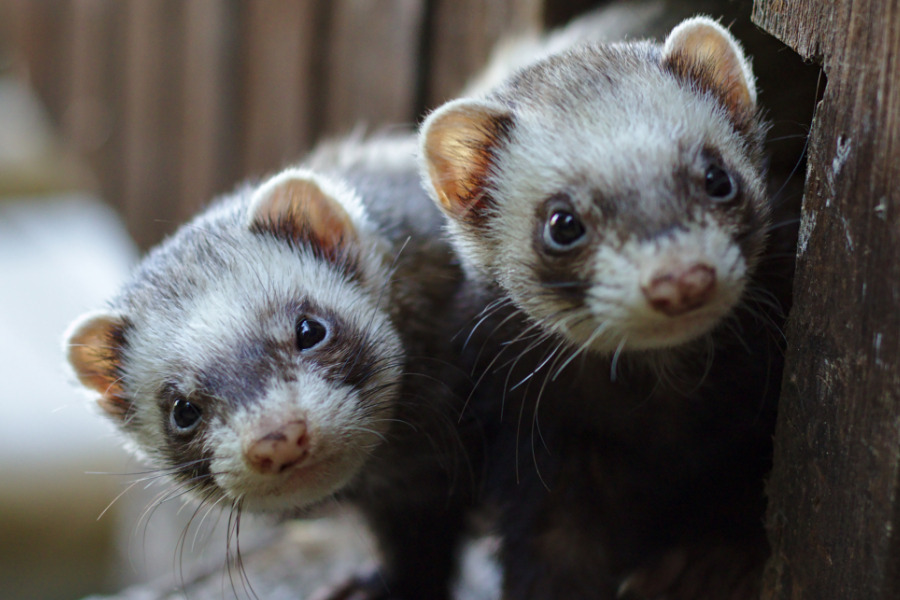 Two ferrets peeking out of a hole in a fence