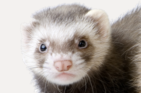 Ferret