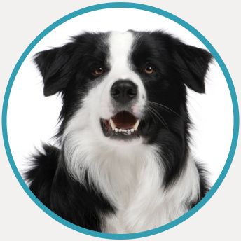 Dog's face, black and white fur