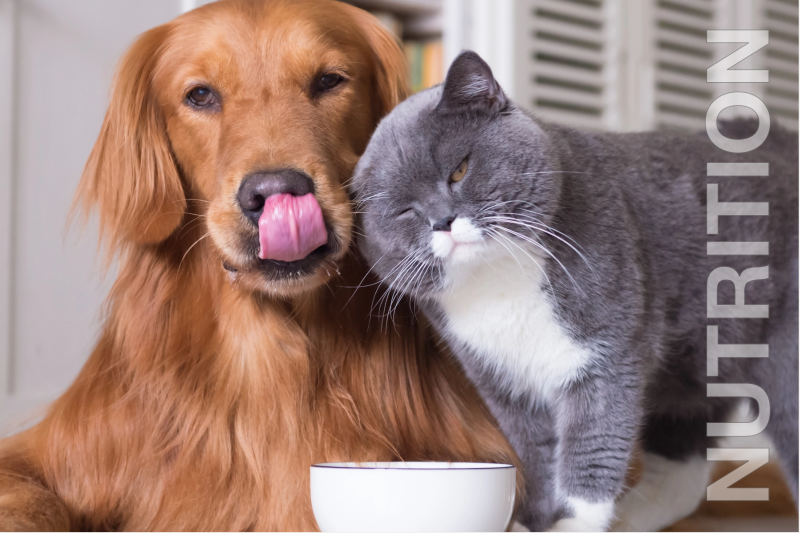 Dog and cat relaxing