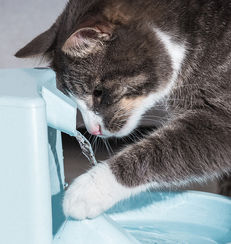 Cat playing in a water fountain