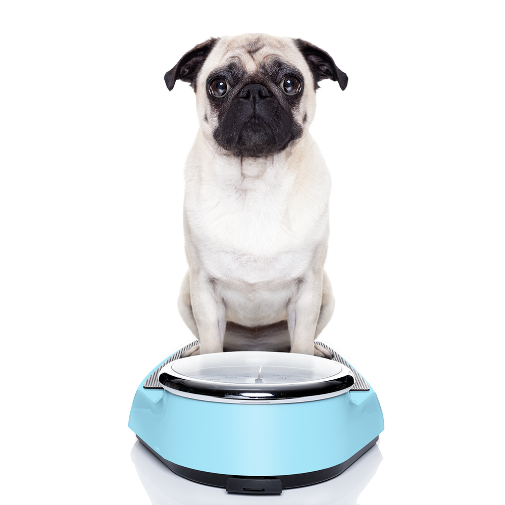 an overweight pug on a scale