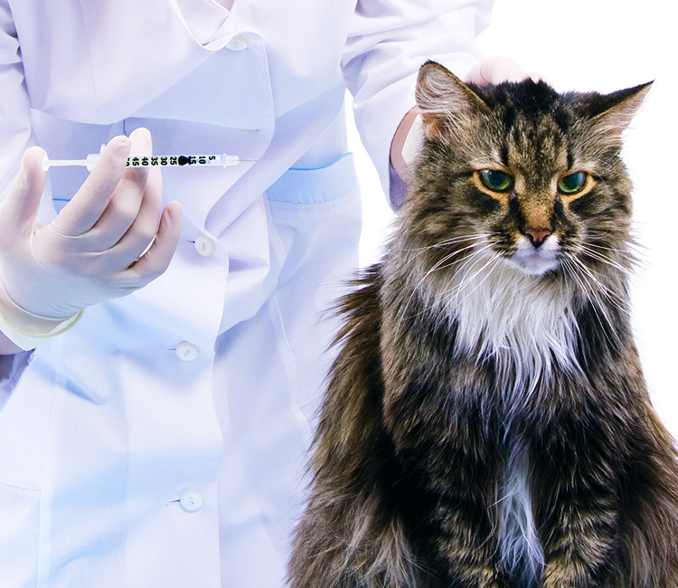 Cat getting an insulin shot