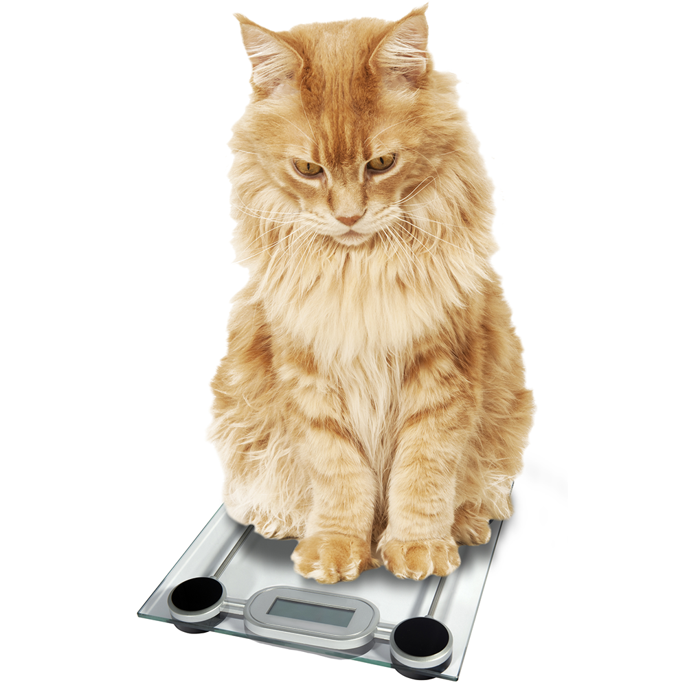 tabby cat weighing itself on a scale