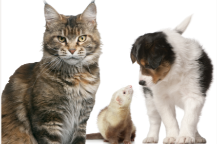 A cat, a ferret, and a dog