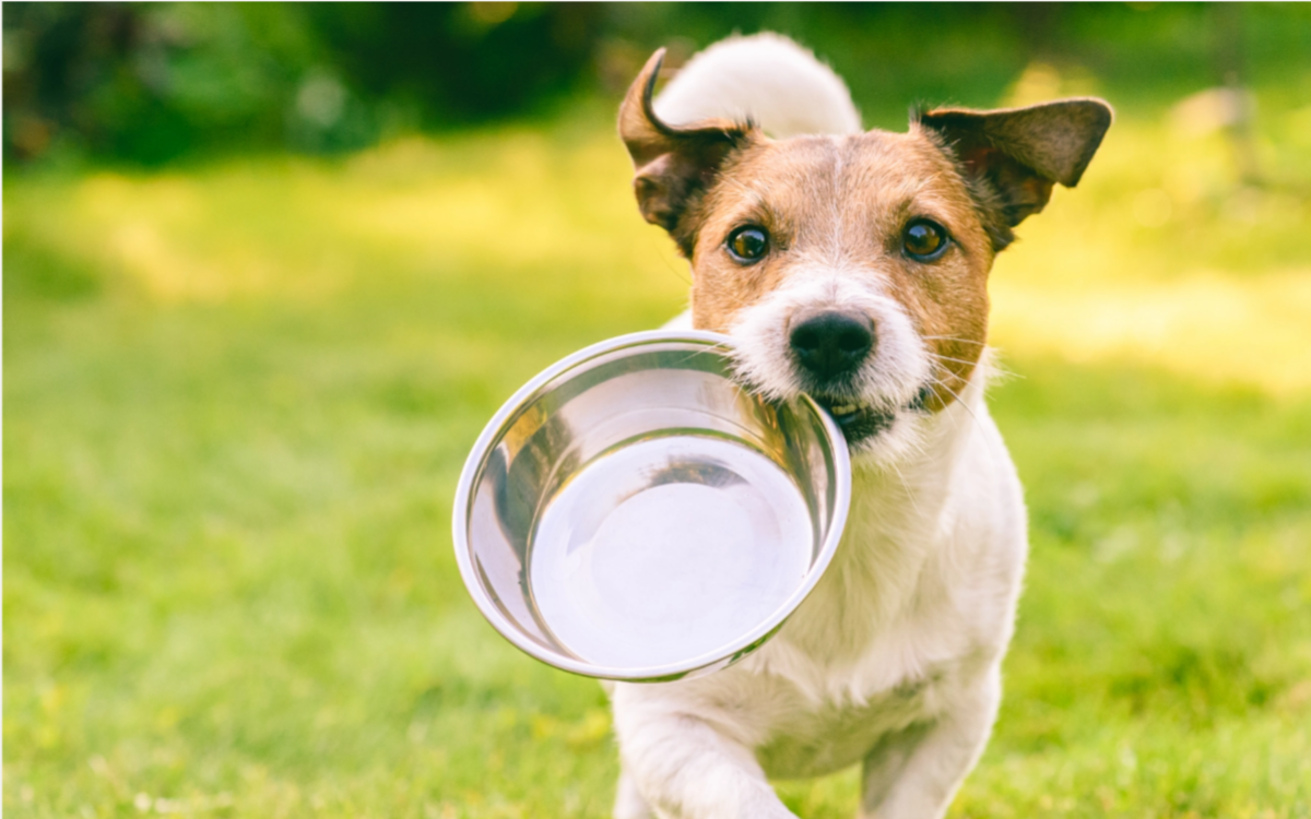 Dog running with a food bowl