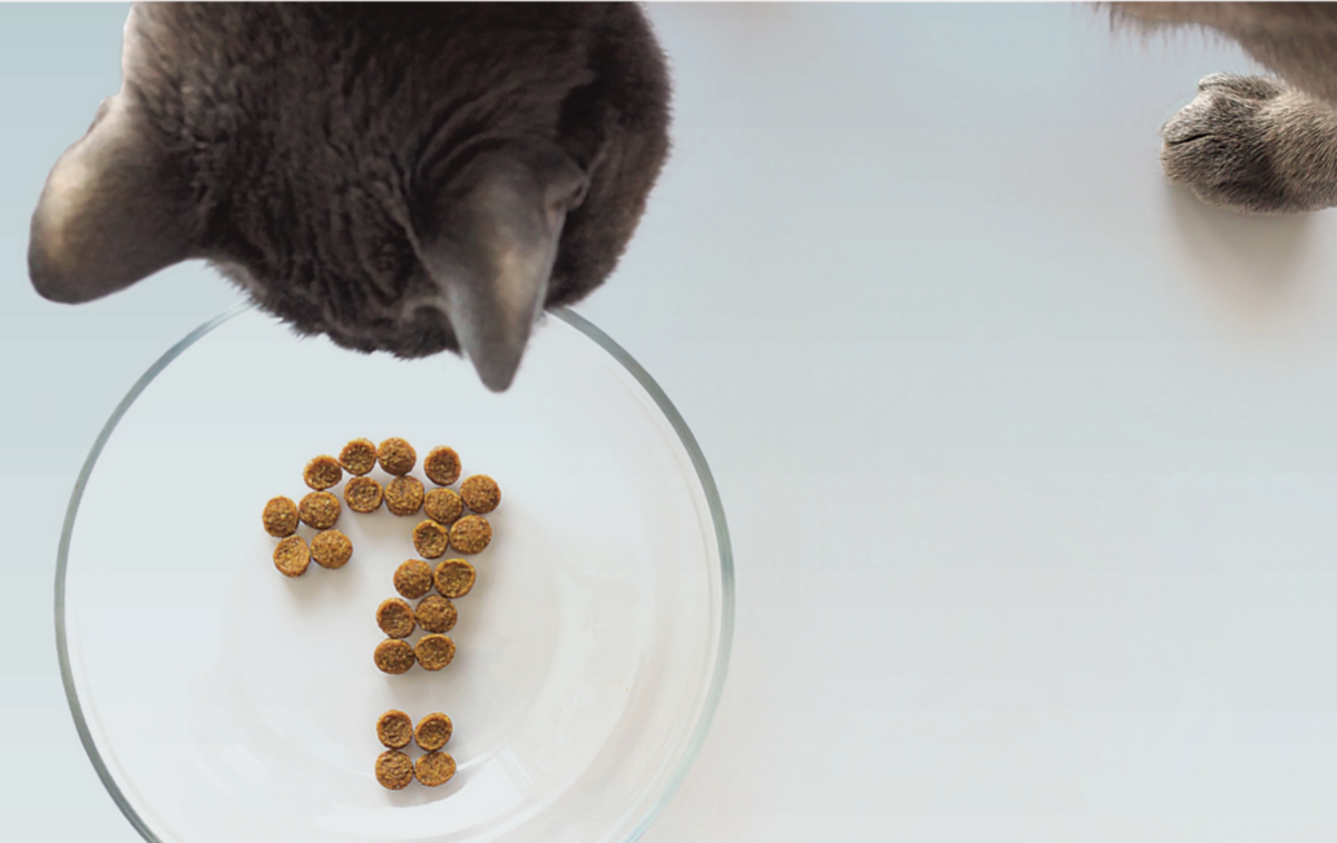 Cat looking at food shaped like a question mark