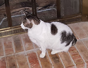 young again cat food low carb happy new year to all of you at young again pet food am very happy with the results for my kitty cat leona she used weigh 19 pounds and feline obesity testimonials young again cat food low carb happy new year to all of you at young again pet food am very happy with the results for my kitty cat leona she used weigh 19 pounds and feline obesity testimonials