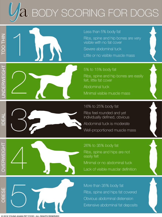 Dog Body Score Chart