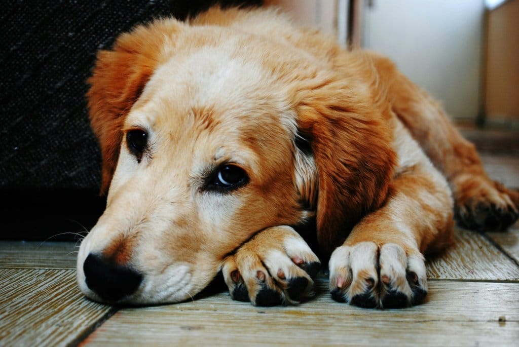 Antinutrients and Your Dog