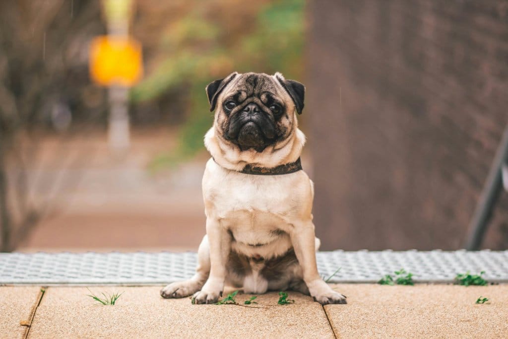 Dog Obesity and Overeating