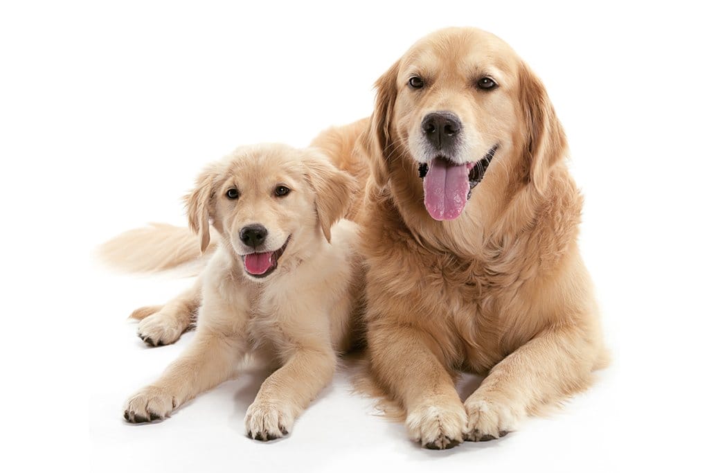 Grain-free, Antinutrients, and the Health of Your Best Friend