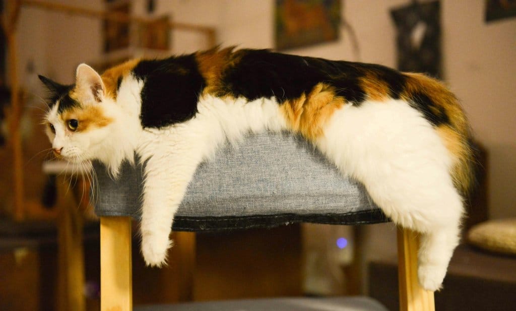 I have a fat kitty in the house what can I do?