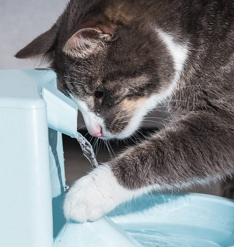 Your Pet’s Drinking Water & Water Fountain