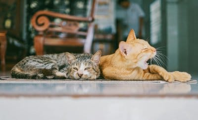 Shot straight on of two cats laying on the living room floor. The cat to the left is a cray marbled cat who's laying down with it's head facing forward and eyes barely open. The orange tabby on the right is laying on it's side and yawning